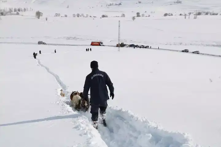 Kış Fırtınasında Kaybolan Sürü Bulundu